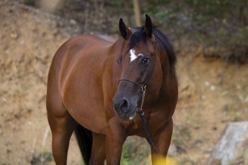 Quarter Horse