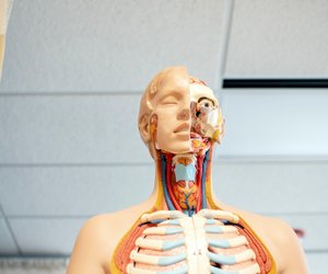 Vene und Arterie – Was ist der Unterschied?