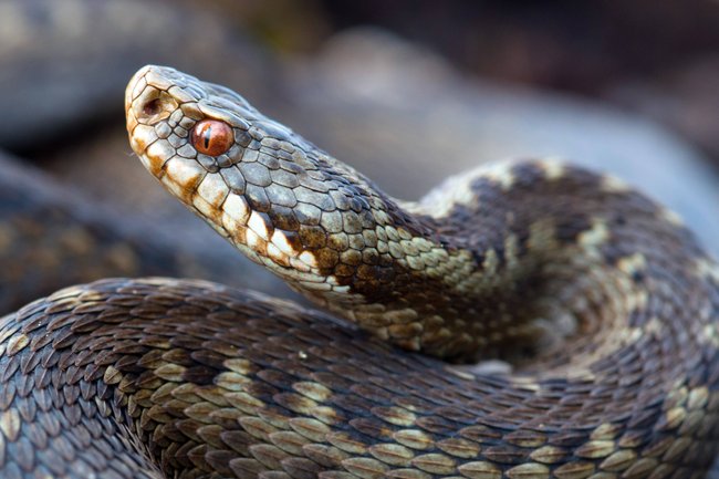 Kreuzotter (Vipera berus)