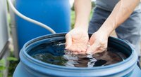Kein Ungeziefer mehr im Gießwasser: Mückenlarven in der Regentonne wirst du mit diesen 5 Tipps los