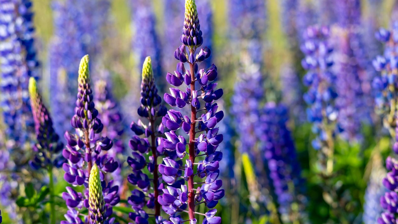 Darfst du Lupinen in der Schwangerschaft verzehren?