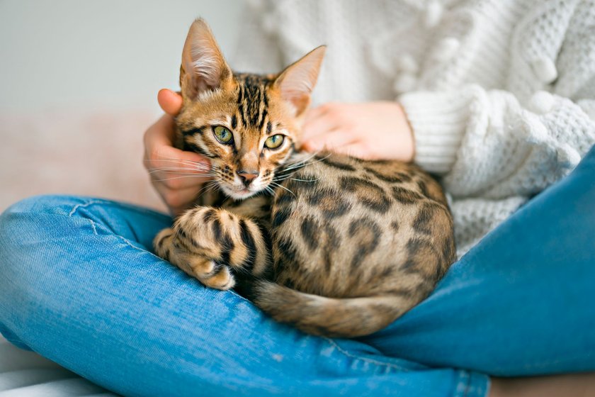 Bengalkatzen besitzen eine außergewöhnliche Fellzeichnung.