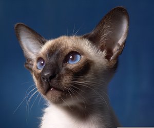 Die Siamkatze: Wie alt wird die Samtpfote mit den blauen Augen?
