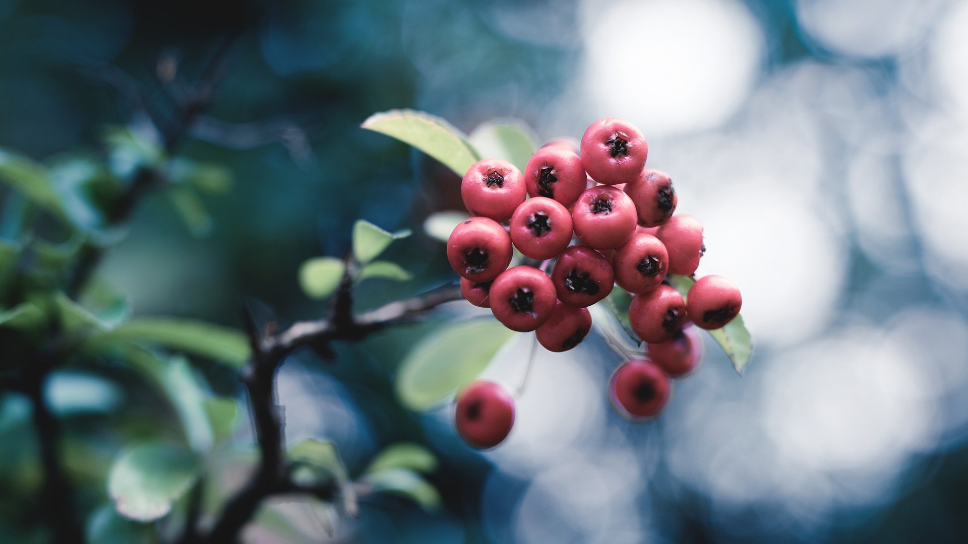 Giftige Beeren Rot