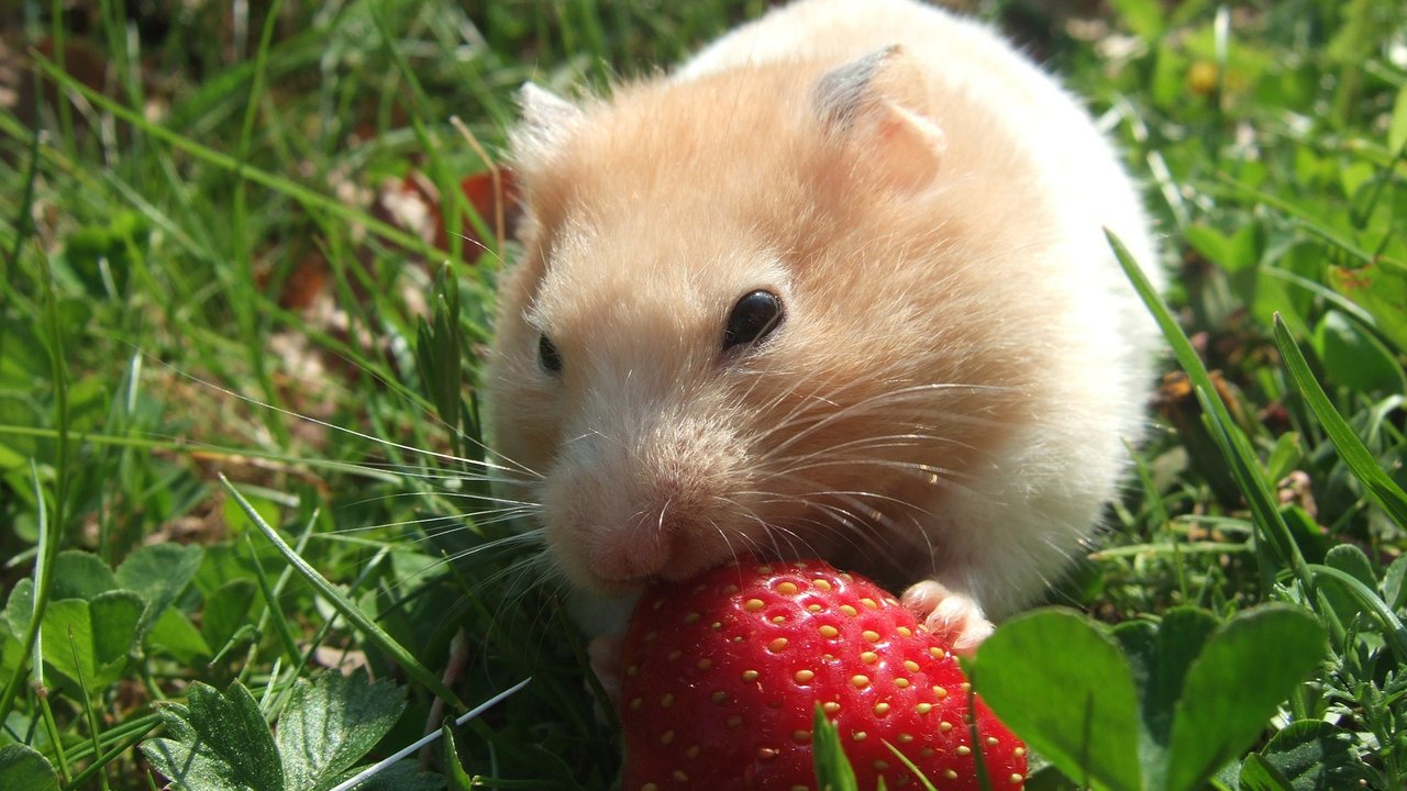 Ein Hamster hat sich eine Erdbeere geschnappt. 