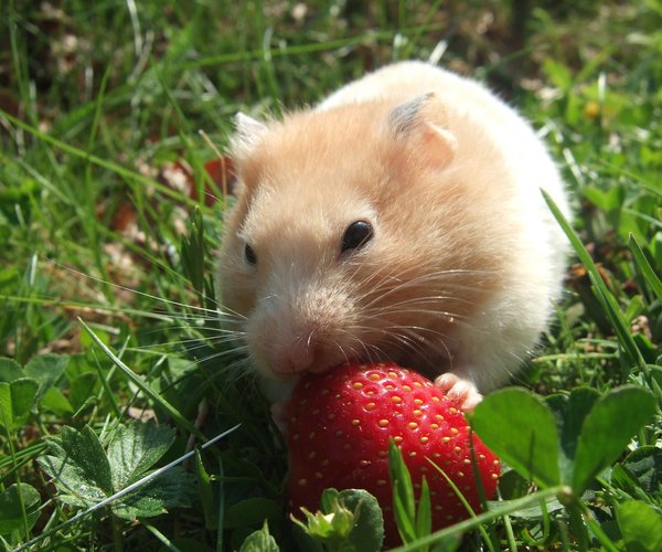 Dürfen Hamster Bananen essen? Das gibt es zu beachten