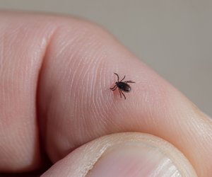 Hausmittel&#x20;gegen&#x20;Zecken&#x3A;&#x20;So&#x20;h&#x00E4;ltst&#x20;du&#x20;die&#x20;Plagegeister&#x20;fern