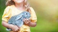 Für Langohren: Diese fünf Spielzeuge und Gadgets sind ein Muss für Kaninchen