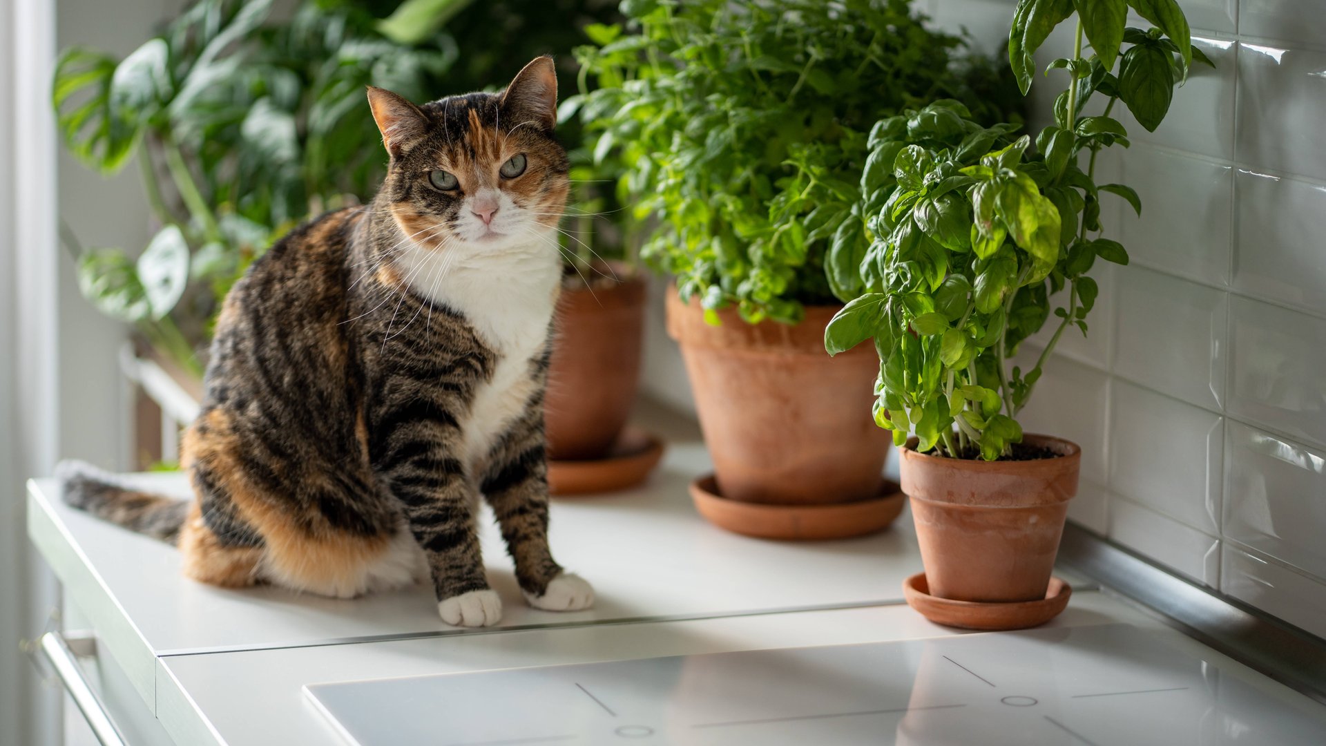 Stilvolle Dãƒâ¼rfen Katzen Basilikum Essen Ebenbild