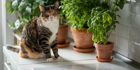 Neugierige Samtpfoten: Ist deine Yucca-Palme giftig fr Katzen?