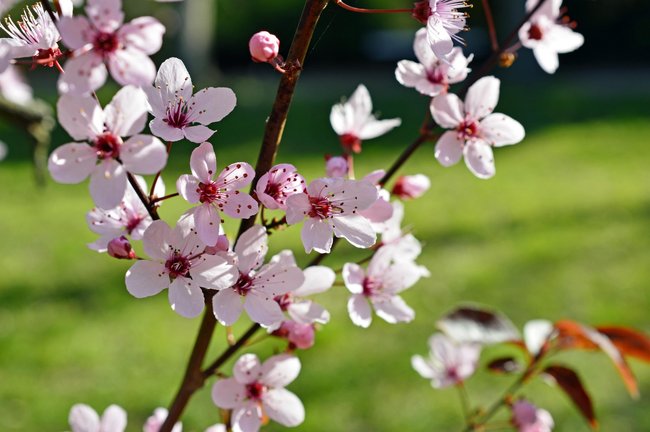 Die Blutpflaume bildet zahlreiche Blüten aus.