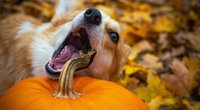 Wichtig für alle Pfotenfreunde: Dürfen Hunde Kürbis fressen?