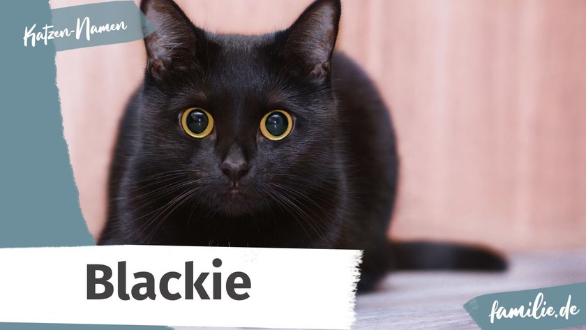 Schwarze Katze Namen: Blackie