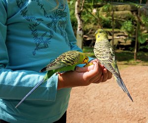 Vogelwissen: Wie alt werden Wellensittiche?