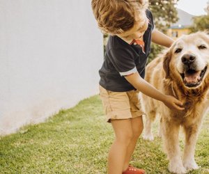 Kinderfilme mit Hunden: Mit Herz und Schnauze
