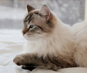 Welche Lebenserwartung hat die Ragdoll?