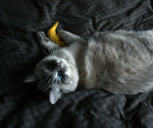 Dürfen Katzen Bananen essen? Manche von ihnen lieber nicht