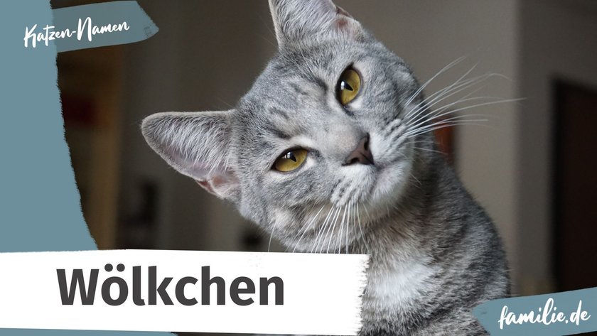 Namen für graue Katzen: Wölkchen