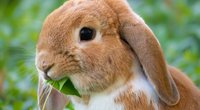 Zwergwidder: Wie alt wird diese Kaninchenart?