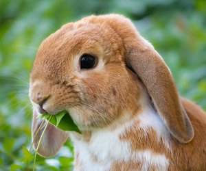 Zwergwidder: Wie alt wird diese Kaninchenart?