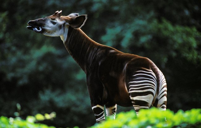 Ein Okapi mit seiner typischen Fellfärbung. Das Fell ist zum größten Teil dunkelbraun. An den Beiden ist es schwarz-weiß gestreift.