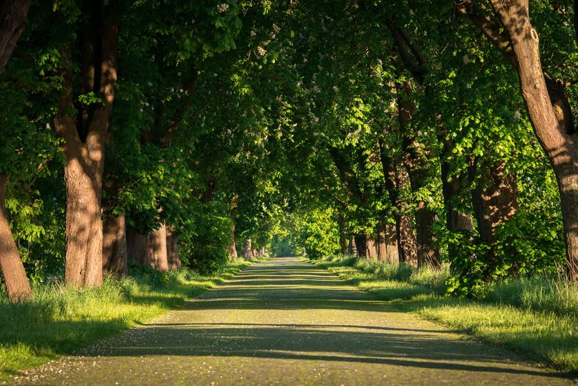 Ein Blick in die Kastanienallee in Mecklenburg-Vorpommern