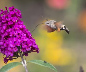 Was unterscheidet den Schmetterling Taubenschwänzchen vom Kolibri?