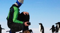 Wo leben Pinguine? Interessantes Wissen über die putzigen Tiere