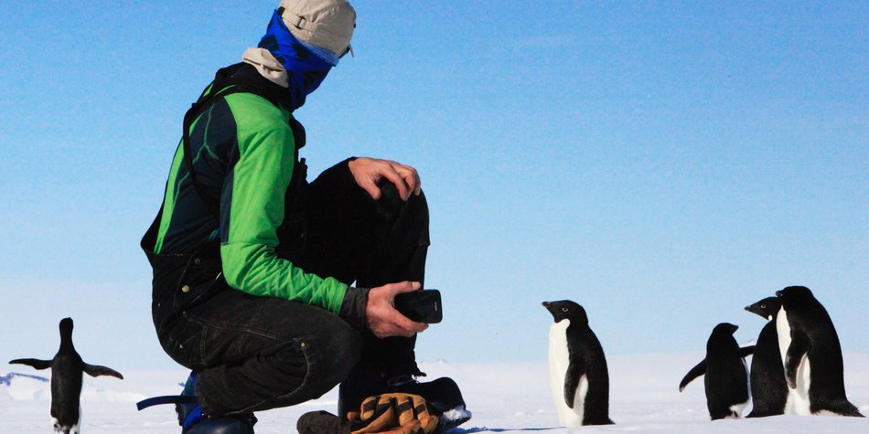 Wo leben Pinguine? Interessantes Wissen über die putzigen Tiere