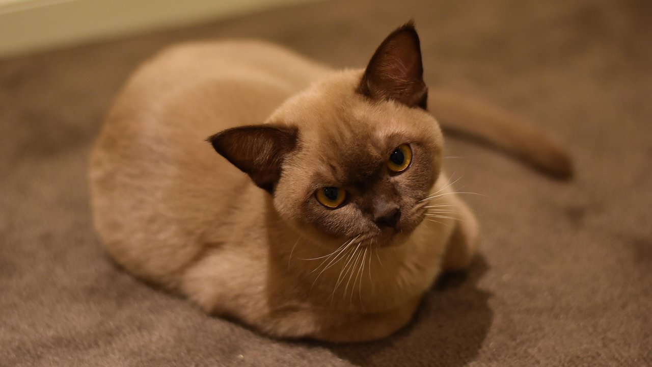 Katzen dürfen keine Schokolade essen. Es droht eine Vergiftung.