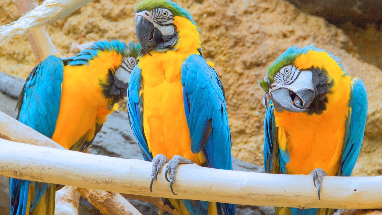 Drei Papageien auf einer Sitzstange.