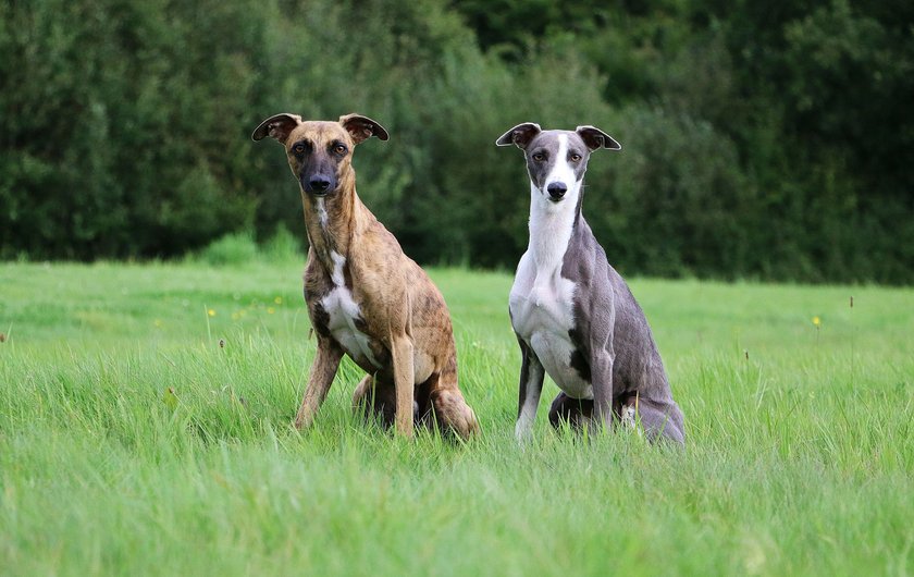 Whippet portrait in a park on a summer's day