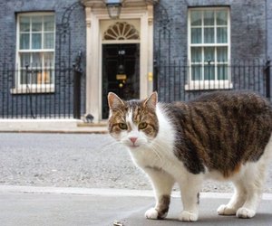 Diese berühmten Katzen und ihre Geschichten müsst ihr kennen!