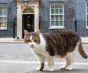 Diese berühmten Katzen und ihre Geschichten sind legendär