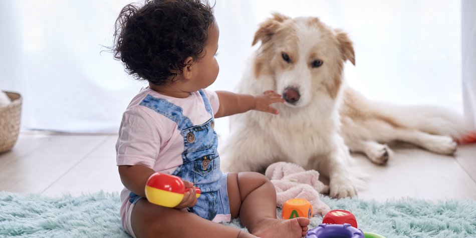 hund und baby kennenlernen