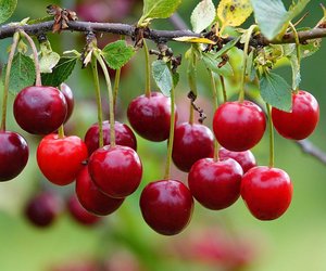 Kirschen einfrieren – so einfach geht's