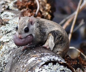 Flughörnchen als Haustier: Funktioniert es artgerecht?