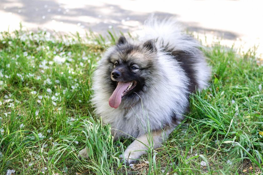 Keeshond