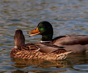 Fliegen Enten in den Süden? Sind sie Standvögel oder Zugvögel?