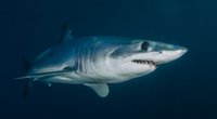 Was fressen Haie? Davon ernähren sich die Raubtiere