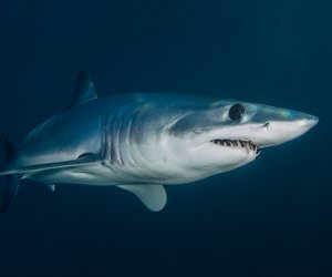 Was fressen Haie? Davon ernähren sich die Raubtiere