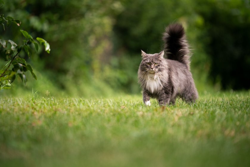 Maine Coon