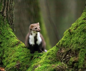 Darf man ein Wiesel als Haustier halten und was gilt es zu beachten?