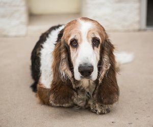 Hunde mit langen Ohren: Die 10 niedlichsten Fellnasen mit Schlappohren