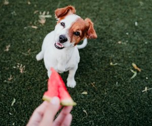 Dürfen Hunde Wassermelone essen? Das solltest du beachten