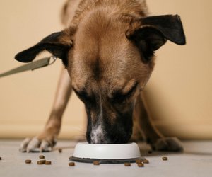 Endlich kein Verrutschen mehr: Diese stabilen Hunde-Näpfe überzeugen Tierbesitzer!