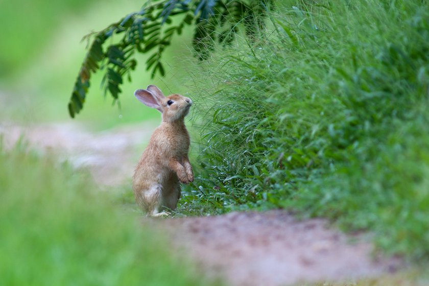 Kaninchen im Grün schnuppert