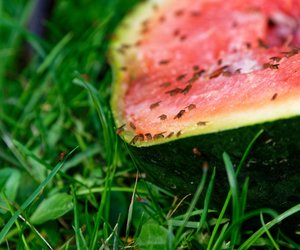 Hausmittel gegen Fruchtfliegen: So kannst du sie loswerden