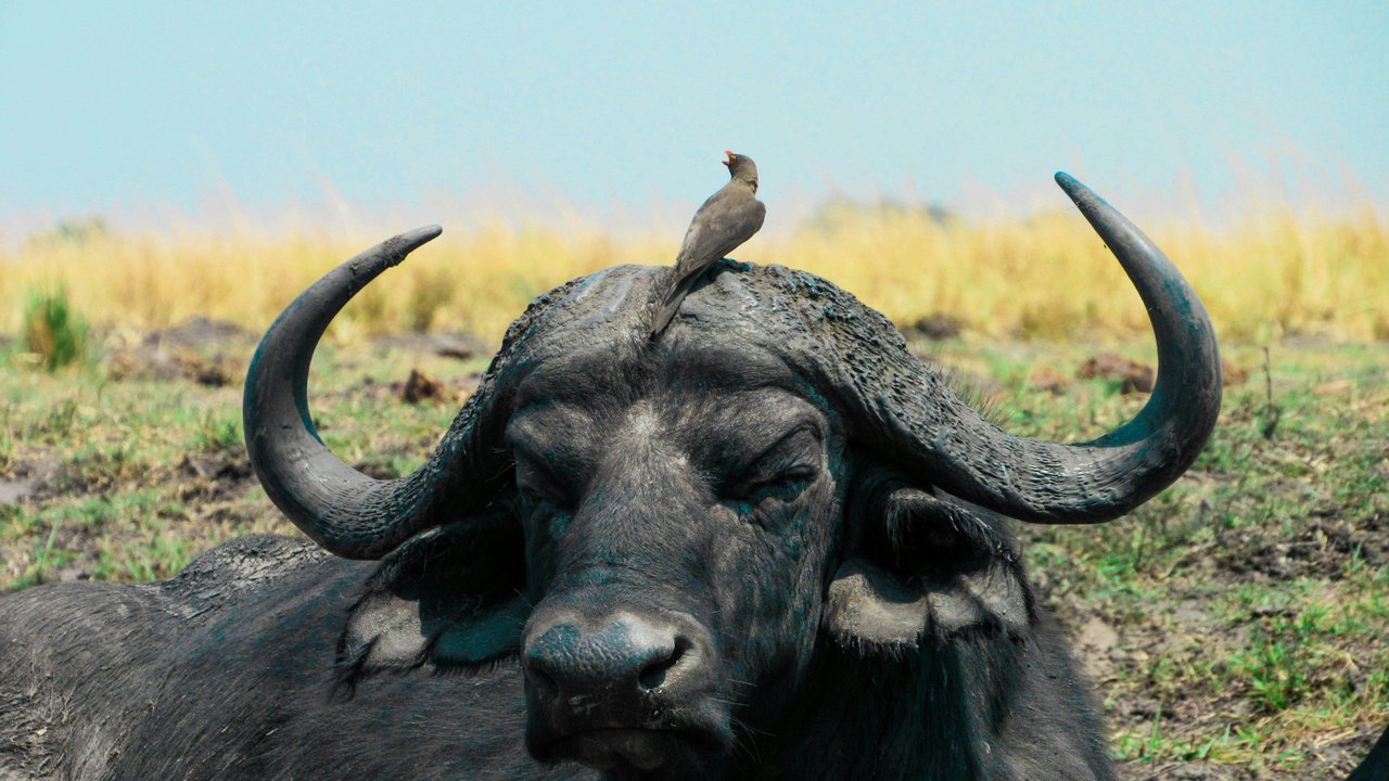 Wasserbüffel liegen gerne entspannt, aber wachsam am Ufer von Tümpeln oder Flüssen.