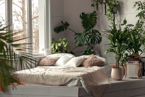 Kein Sdfenster? Diese grnen Mitbewohner brauchen kaum Licht